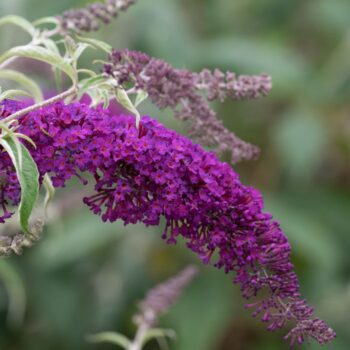 budleja-nano-purple5