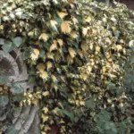 hedera-goldheart-6