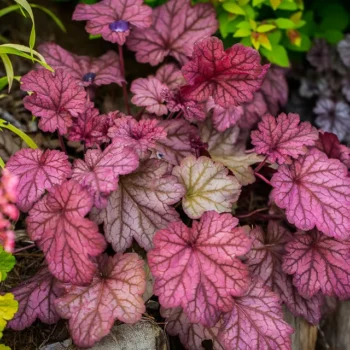 heuchera-berry-smoothie-4