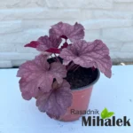 heuchera-berry-smoothie-sadnica-2