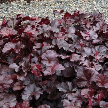 heuchera-obsidian22