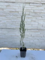 juniperus-blue-arrow-sadnica-3
