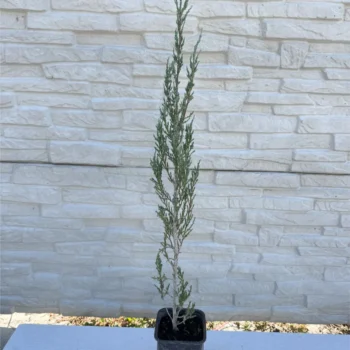 juniperus-blue-arrow-sadnica-3