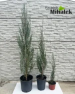 juniperus-blue-arrow-varijacije-2