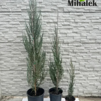 juniperus-blue-arrow-varijacije-2