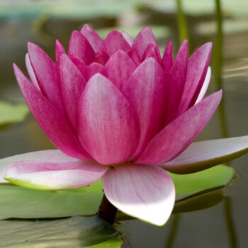 lokvanj-temple-fire-3