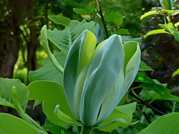 magnolia-blue-opal2