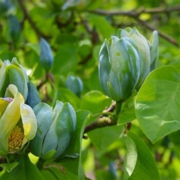 magnolia-blue-opal3