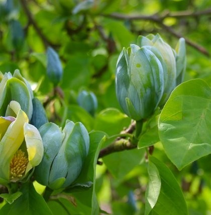 magnolia-blue-opal3