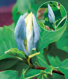 magnolia-plava2