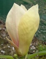 magnolija-yellow-lantern3