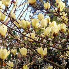 magnolia-yellow-lantern2