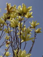 magnolia-yellow-lantern4