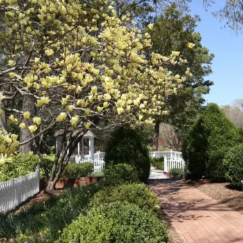 magnolija-yellow-lantern-6