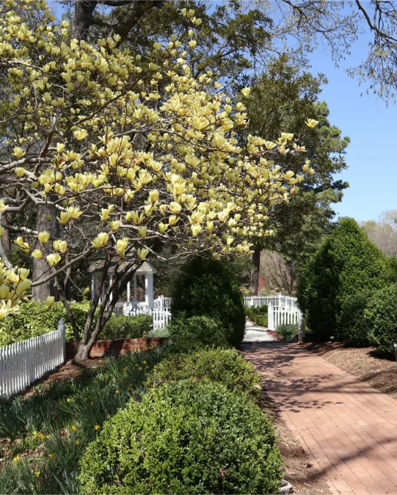 magnolija-yellow-lantern-6 magnolija-yellow-lantern-6