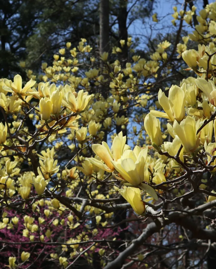 magnolija-yellow-lantern-7 magnolija-yellow-lantern-7