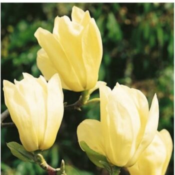 magnolija-ayellow-river-4
