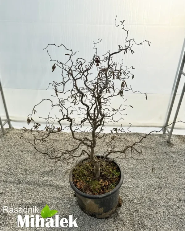 corylus-avellana-red-majestic-sadnica-2
