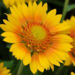 gailardija-žuta1