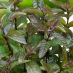 menta-x-piperita-chocolate-2