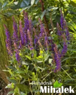salvia-medium-violet-lazar-markovic