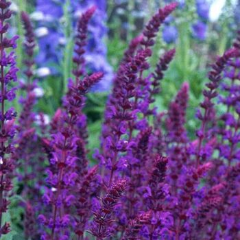 salvia nemorosa medium violet4