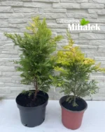 leylandii-varijacije-2