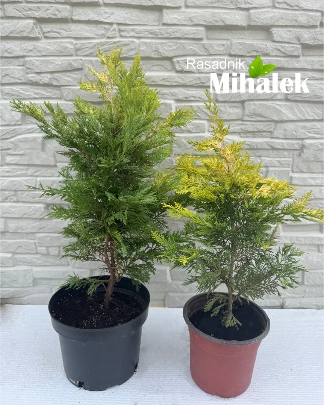 leylandii-varijacije-2 leylandii-varijacije-2