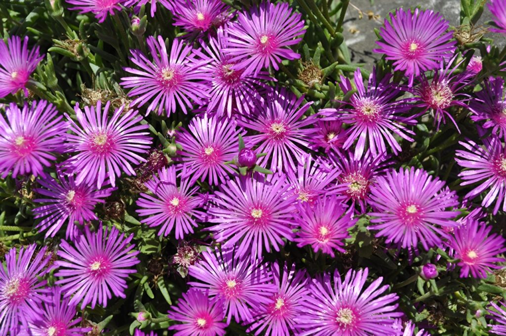 delosperma