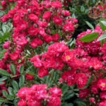 ruza stablasica alberich1