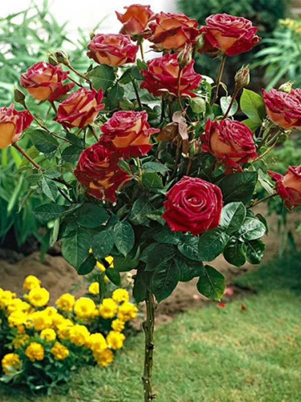 kuglasta-ruza-stablasica-eddy-mitchell-1 kuglasta-ruza-stablasica-eddy-mitchell-1