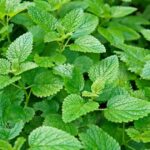 limun-trava-melissa-officinalis-4