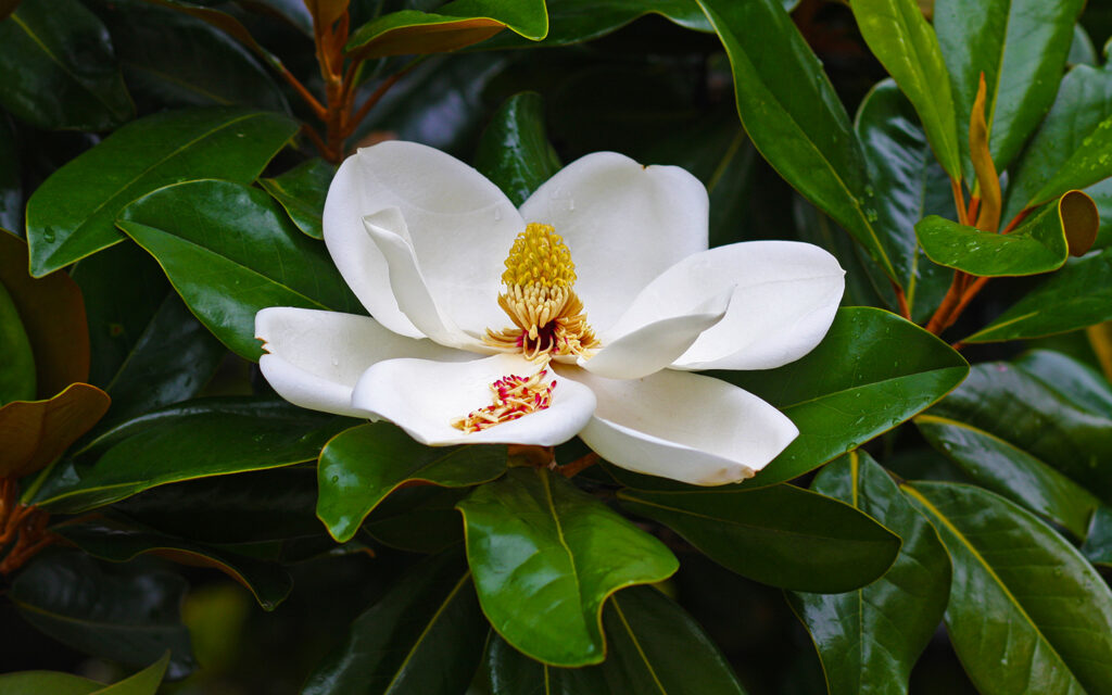 zimzelena magnolija