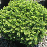 picea-abies-little-gem-2
