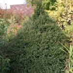 picea-abies-ohlendorffii-1