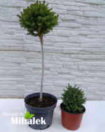 picea-little-gem-varijacije-3