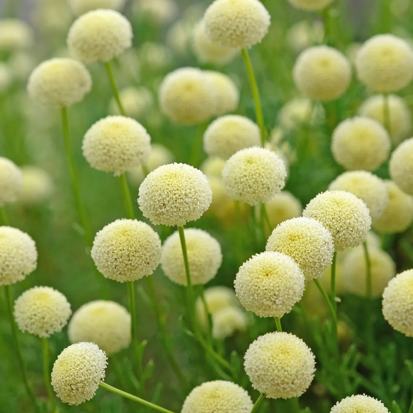 santolina-zelena-3 santolina-zelena-3