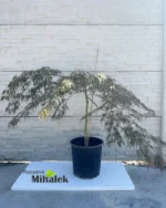 acer-ornatum-sadnice