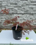 acer-palmatum-ornatum-sadnice-1