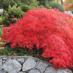 acer palmatum ornatum1