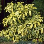 aucuba-japonica-golden-king-5