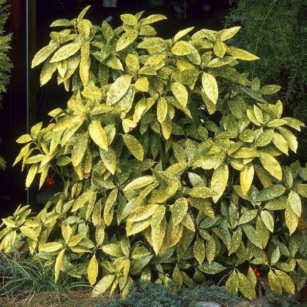 aucuba-japonica-golden-king-5