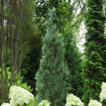 chamaecyparis lawsoniana columnaris