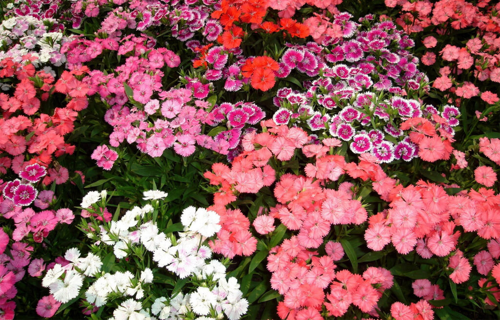 dianthus