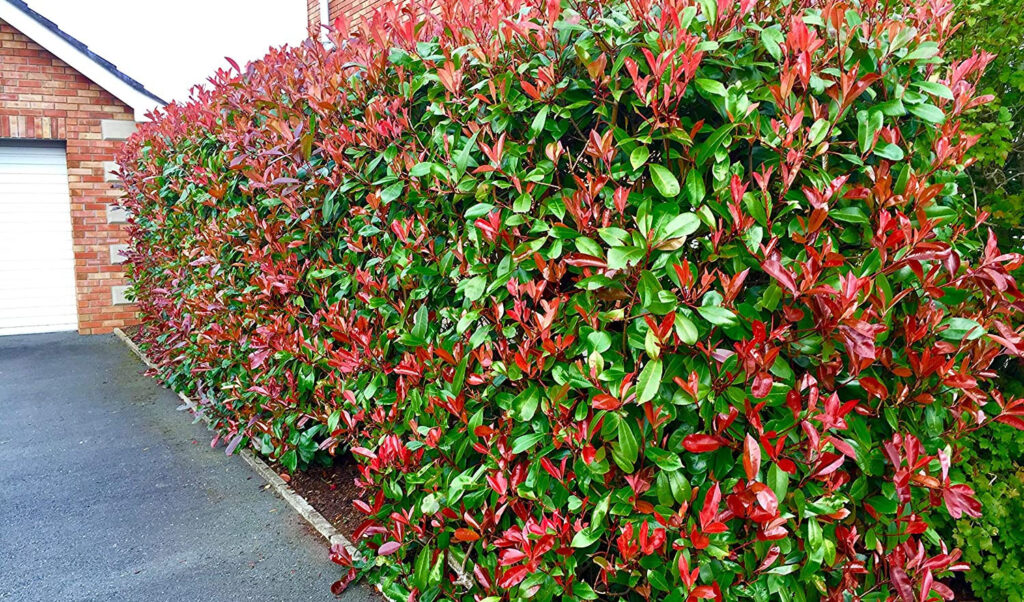 photinia