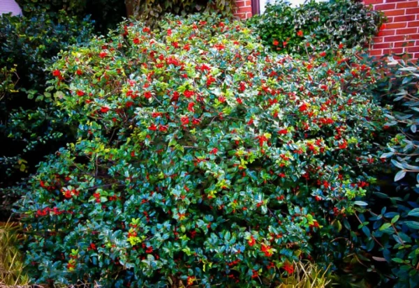 ilex-blue-prince-2