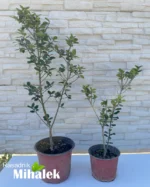 ilex-blue-prince-varijacija