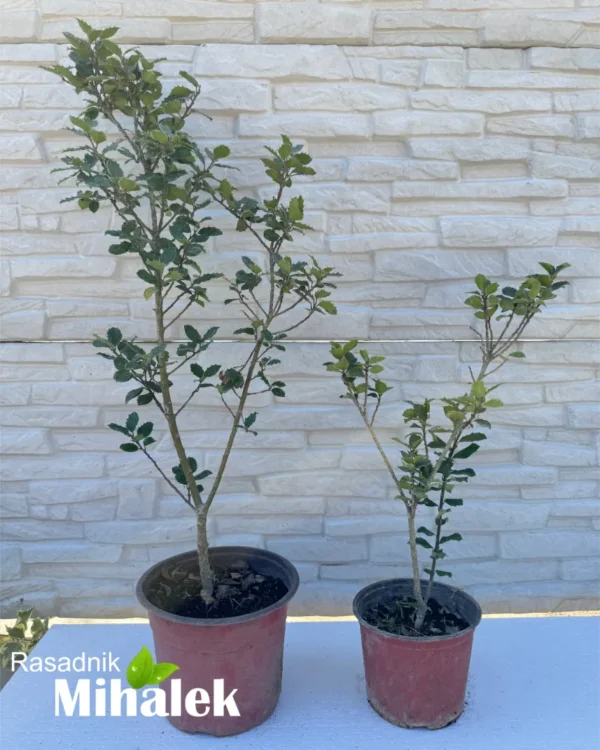 ilex-blue-prince-varijacija