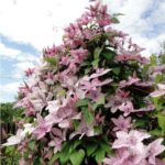 klematis-hagley-hybrid-2