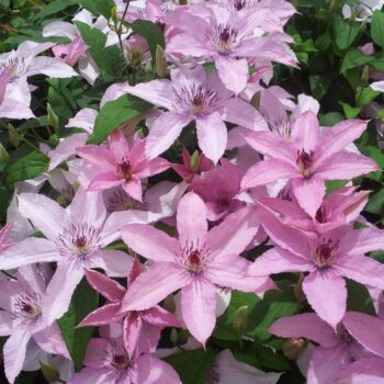 klematis-hagley-hybrid-clematis-3
